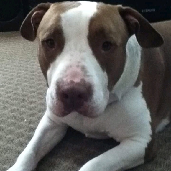 Meet your Posher, Jaclyn - Picture 1 of 1